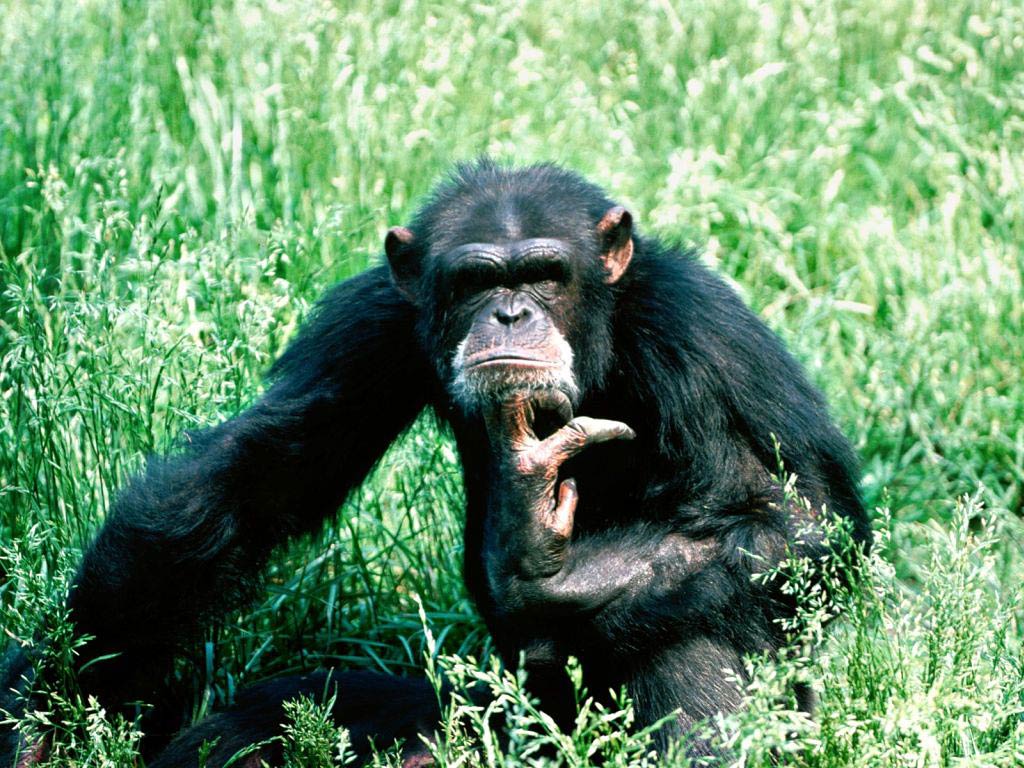 Chimpanzee Wallpaper Animals Town
