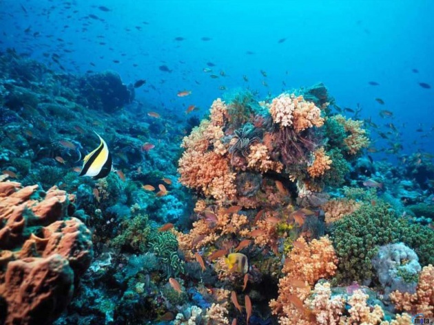 Wallpaper Animals On The Coral Reef Photos And Walls