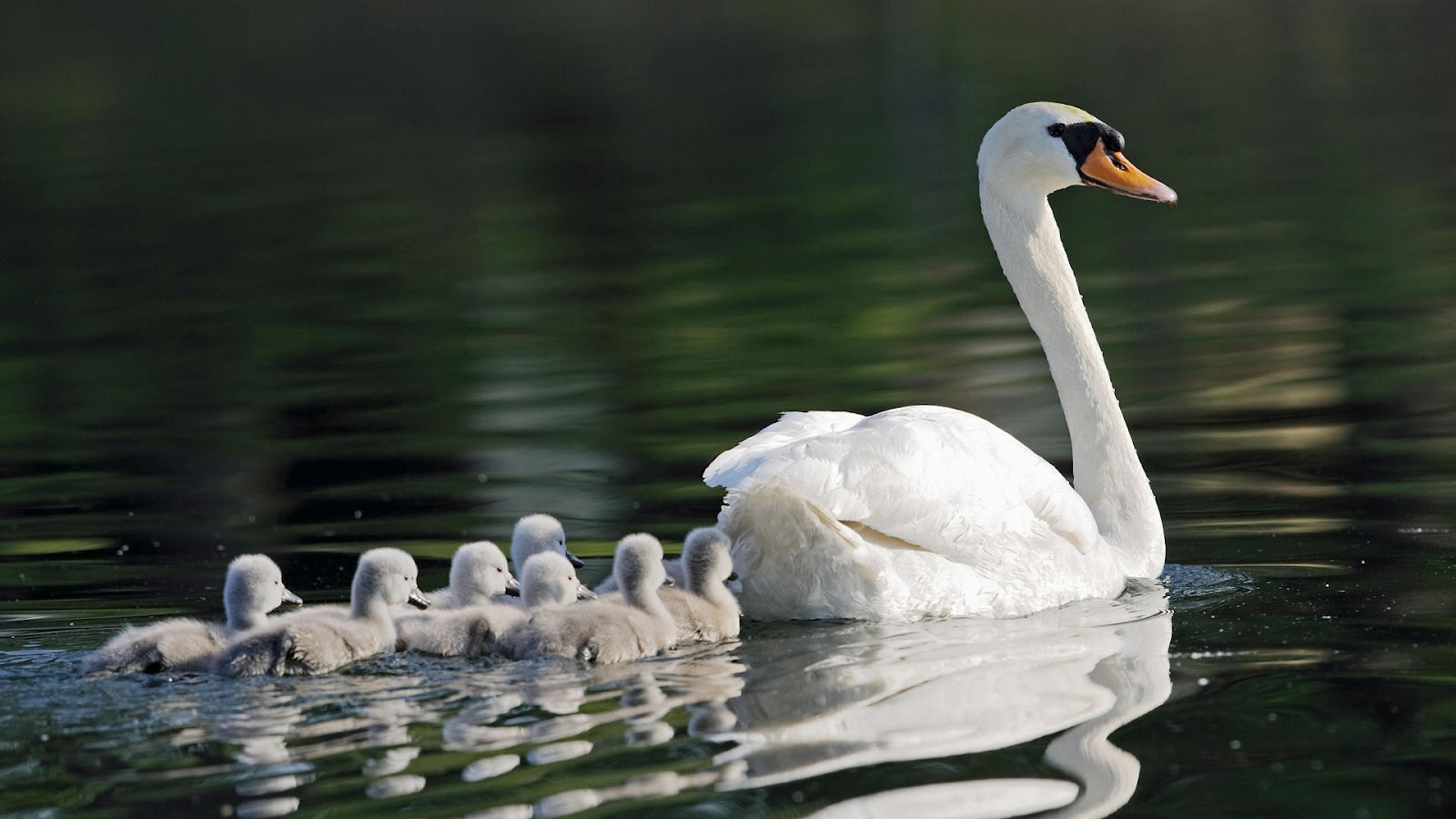Animal Wallpaper With Mother Swan Her Young HD