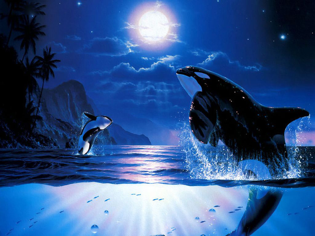 Killer Whales Wallpaper Funny Animals