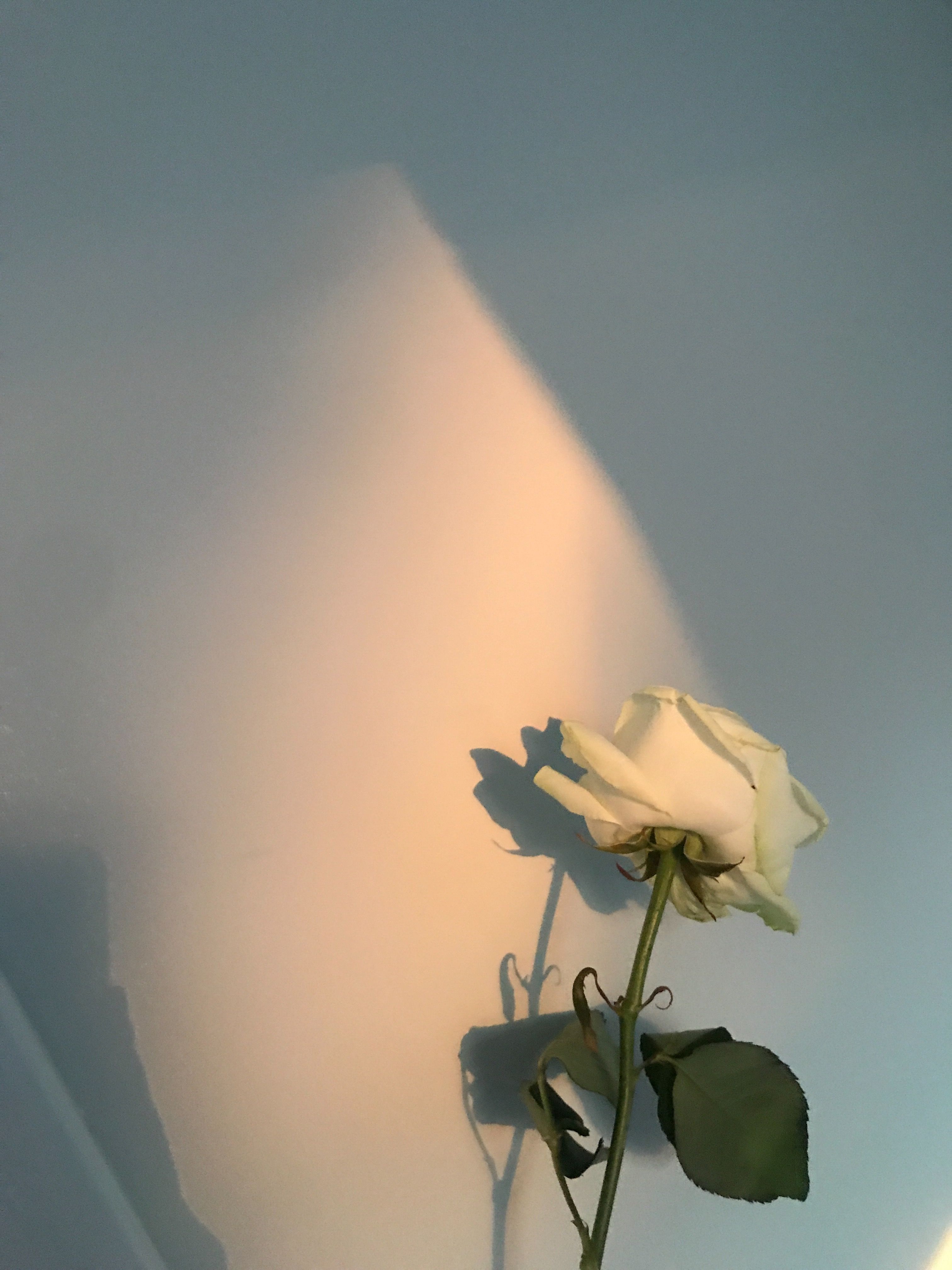Soft Gold Aesthetic Wallpaper