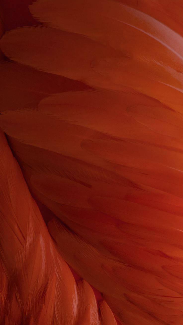 Ios Orange Feather Wallpaper