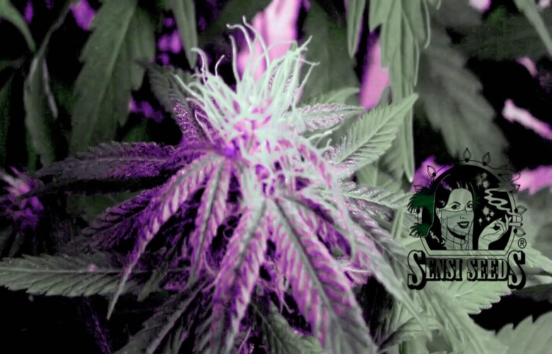 By Mikelaruso Purple Bud Cannabis Wallpaper