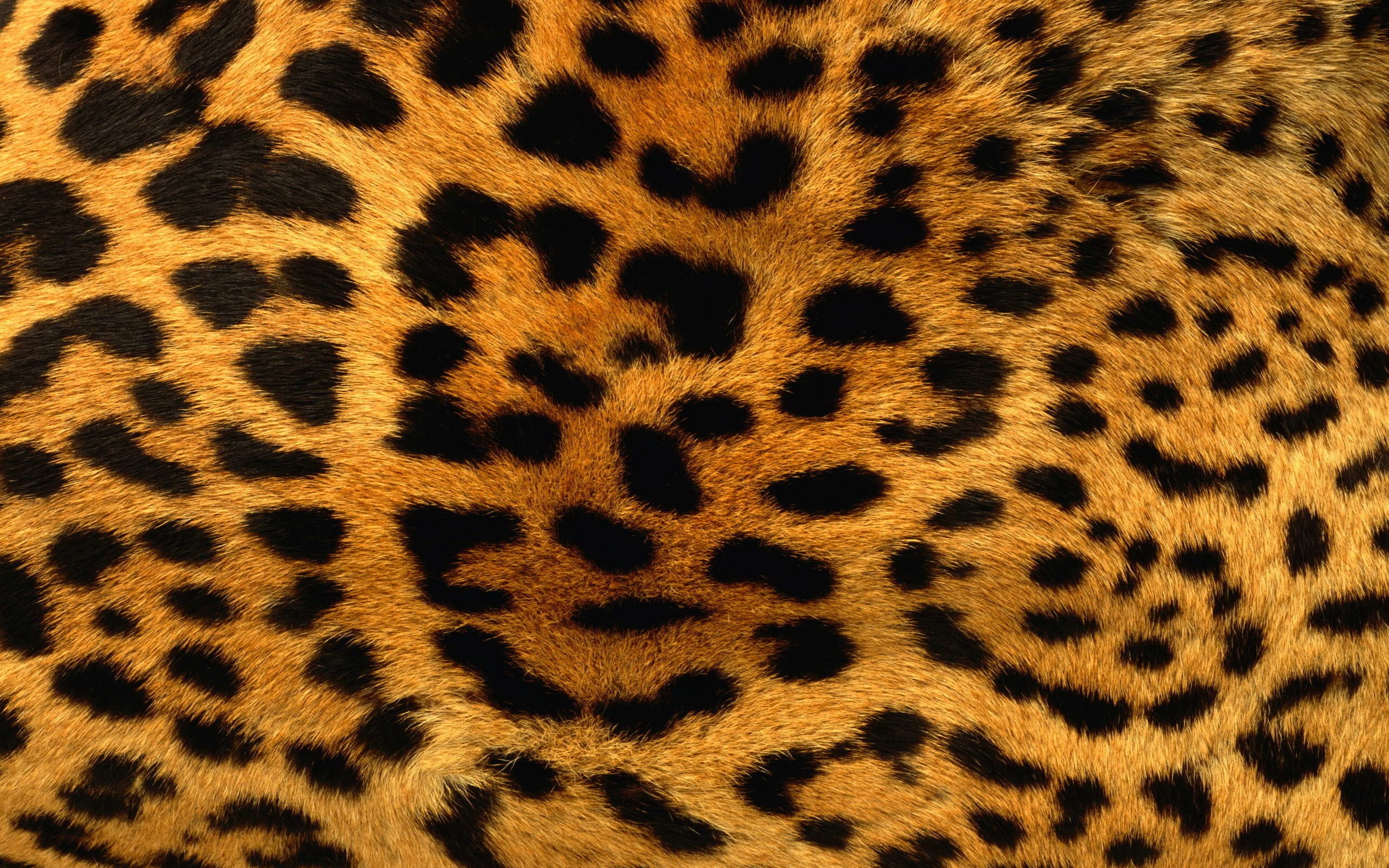 Animals Patterns Fur Leopard Print Wallpaper