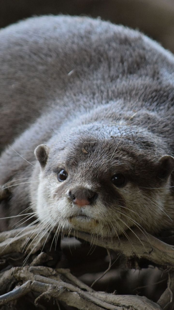 Otter Wallpaper Image Group For Your