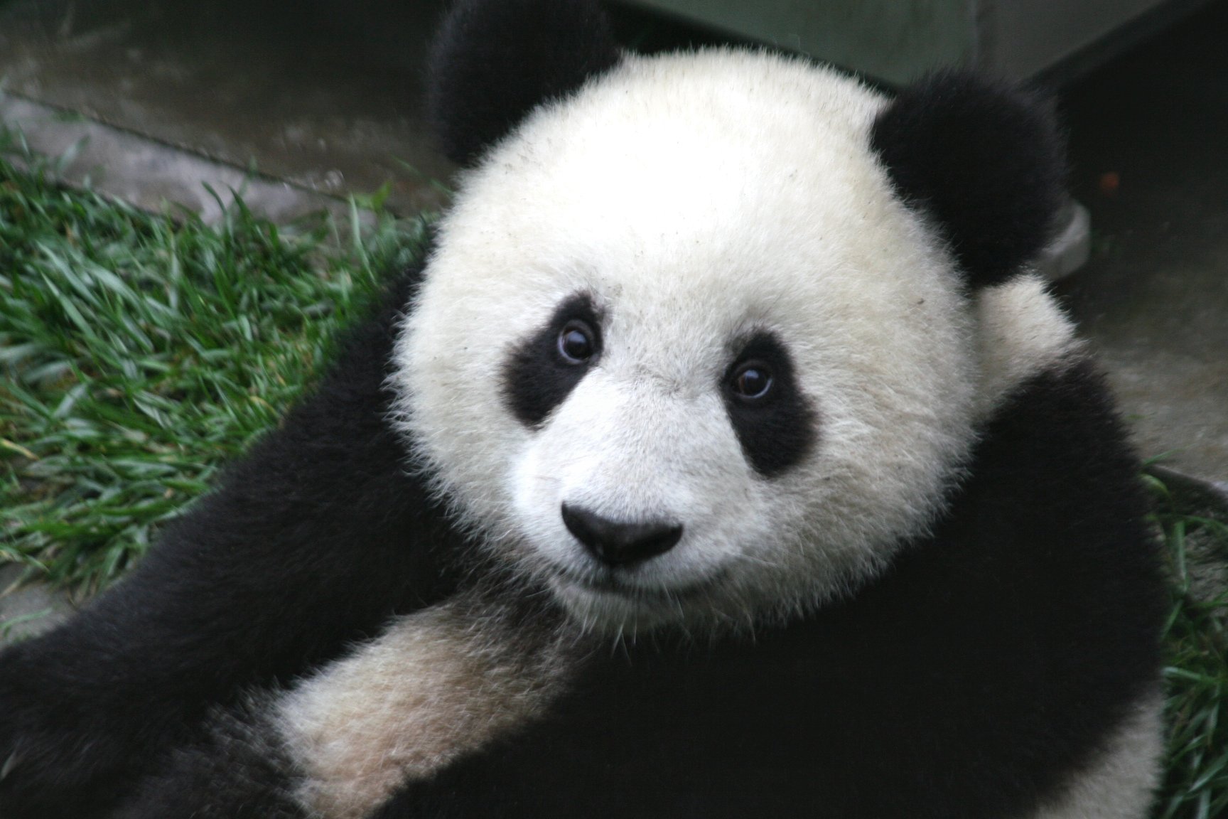 Panda Cub From Wolong Sichuan China HD Wallpaper