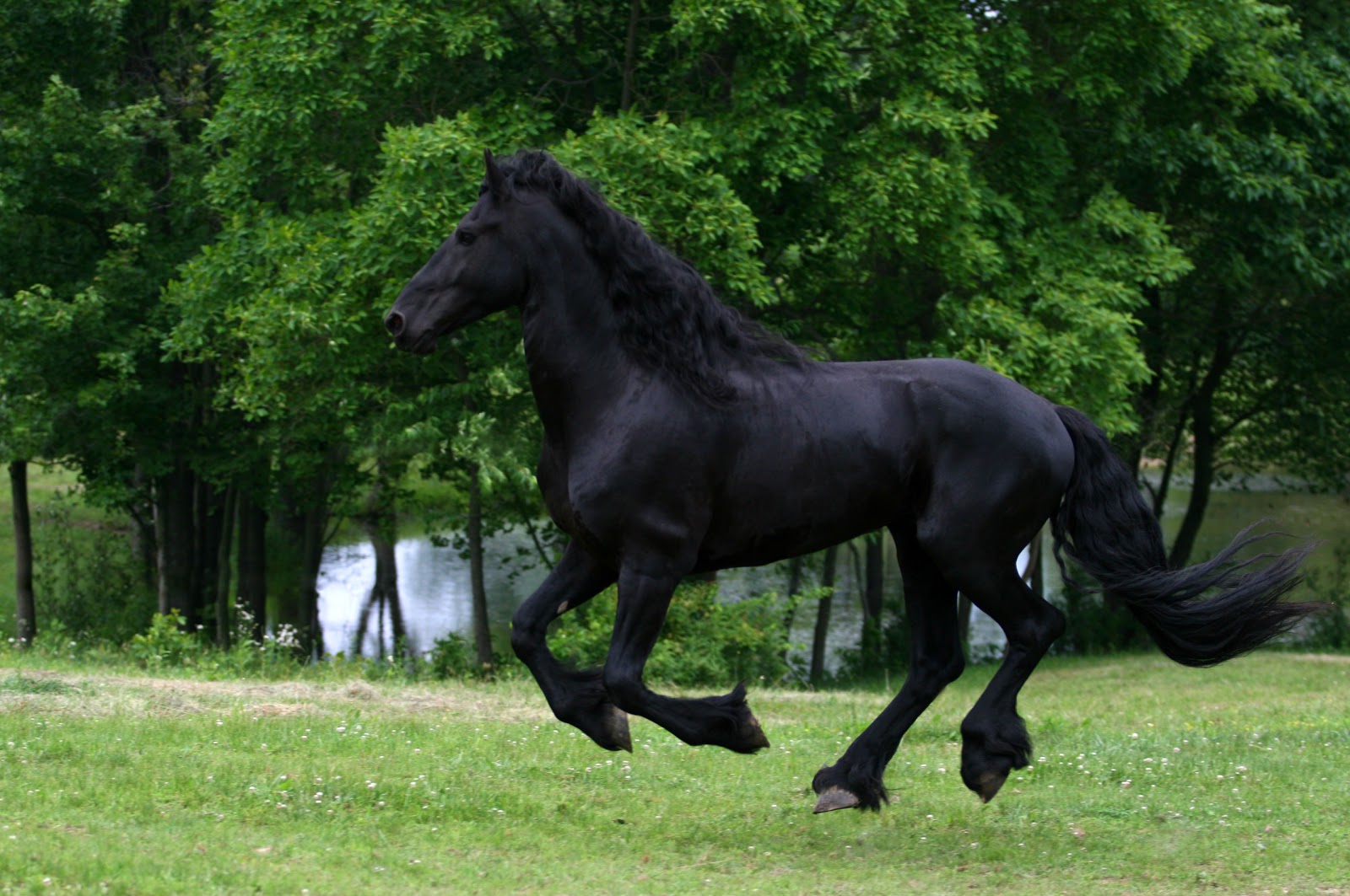 Black Horse Wallpaper Friesian Running With Girl