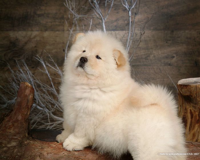 Chow Puppies Photographs Fluffy Puppy Wallpaper