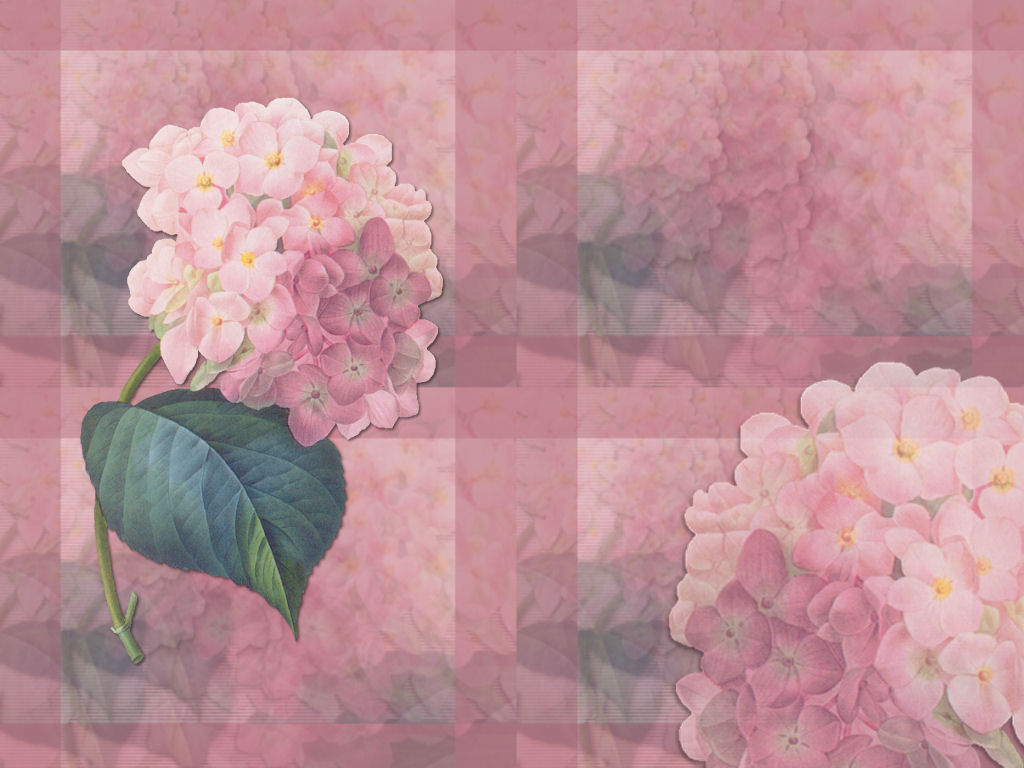 Hydrangea Wallpaper By Sorreluk