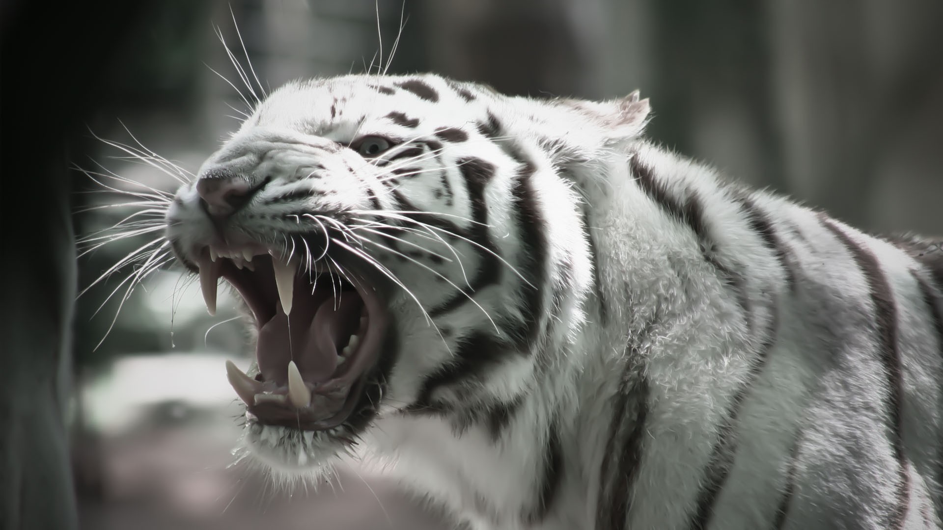 White Tiger Full HD Wallpapers 1920x1080