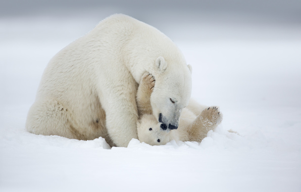 Wallpaper Polar Bear Snow Game Arctic Animals
