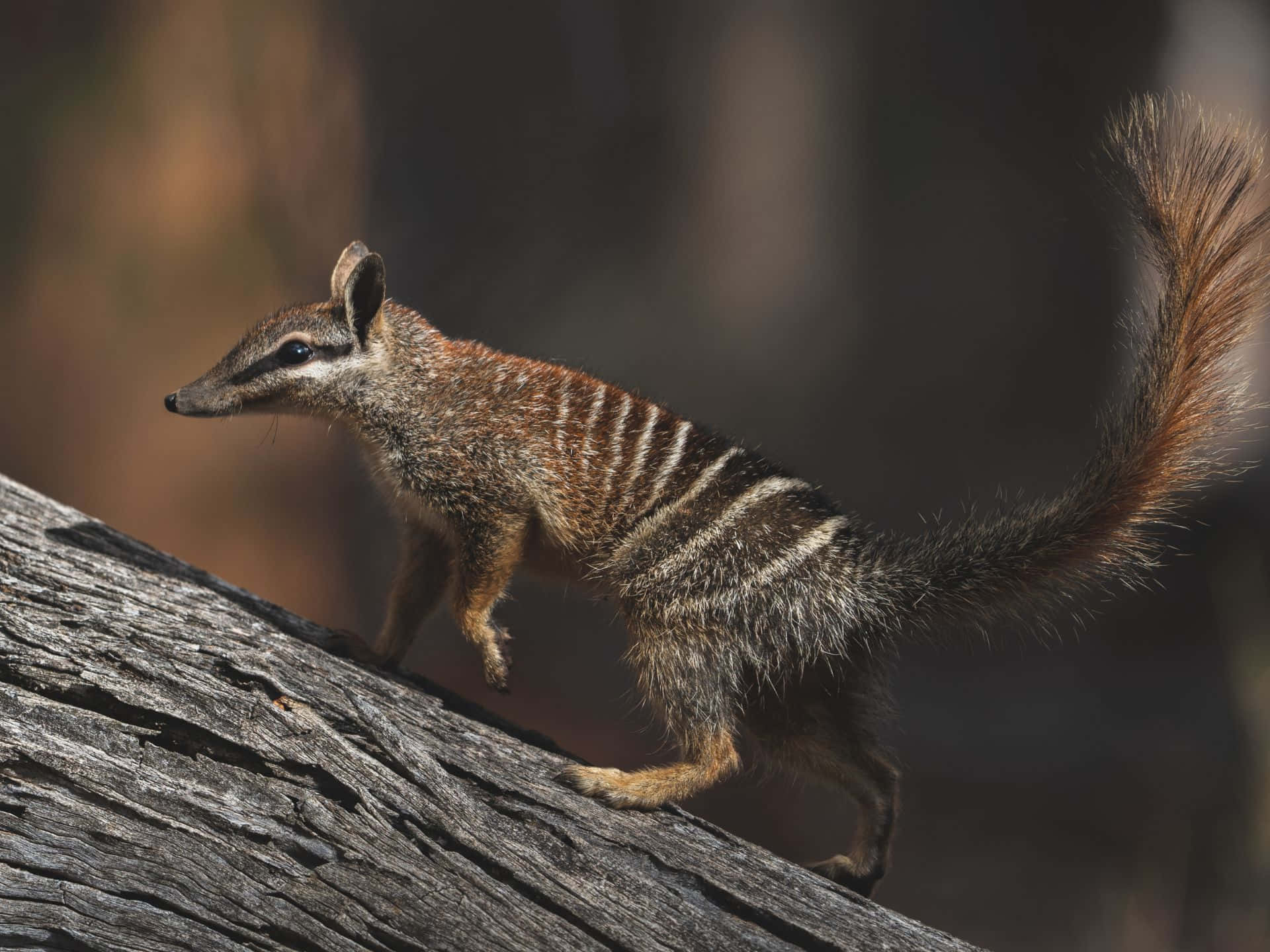 A numbat with distinctive stripes walks across a fallen log, showcasing its unique features