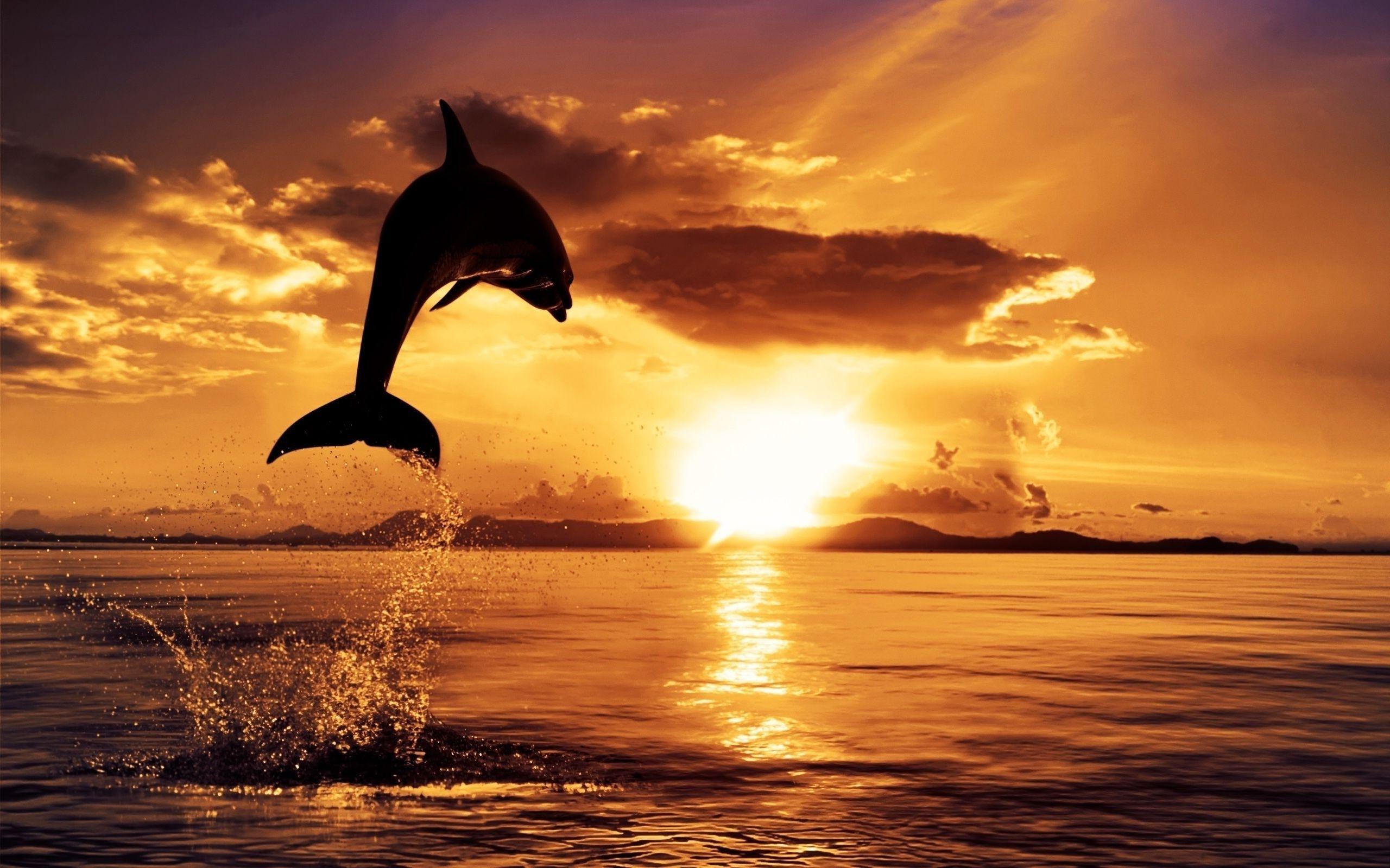 Pics Photos Dolphin Wallpaper Desktop