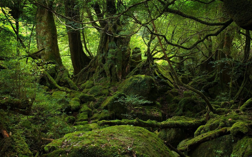Trees Wood Jungle Moss Stones Green Branches Roots Stock