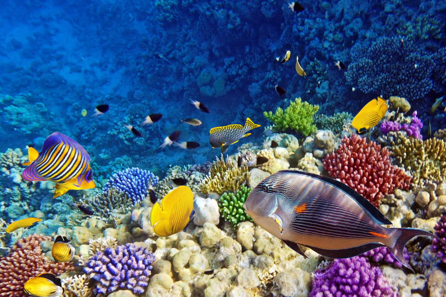 Dive Site Poseidon Reef Red Sea Egypt Scuba Diver Lifescuba