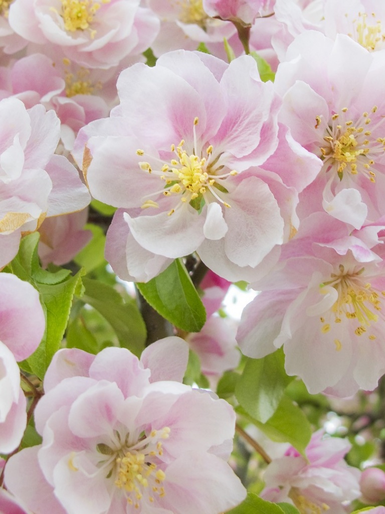 Apple Flower Blossoms iPad Wallpaper