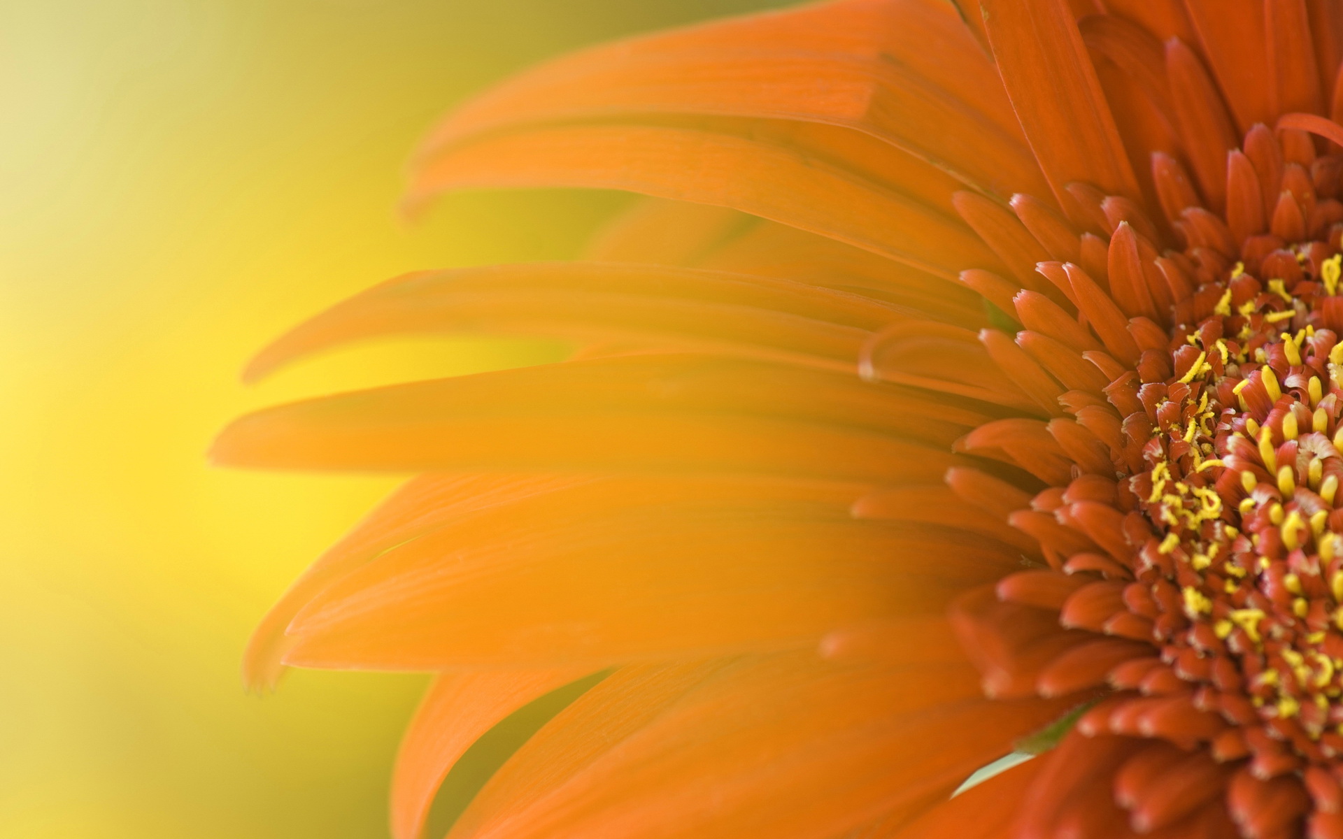 Flowers Wallpaper HD Widescreen Sunflower