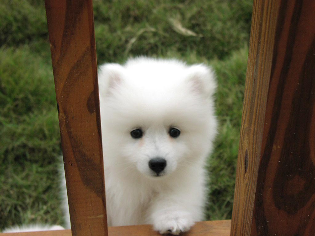 White Lovely Canadian Eskimo Puppy Photo And Wallpaper Beautiful