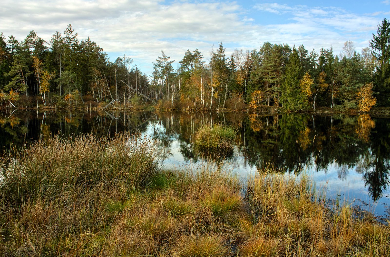 Swamp Background By Burtn
