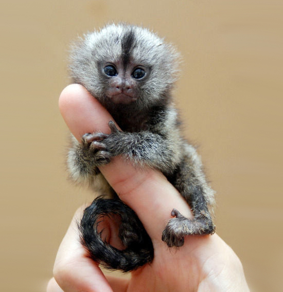 Finger Monkeys So Adorable And Yes They Are Real Source Of Article