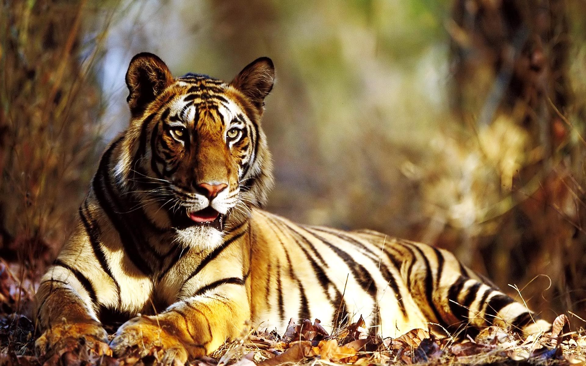 Tiger HD Wallpaper Full High Quality New