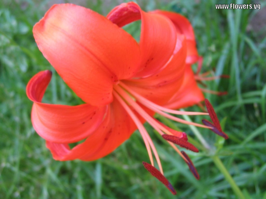 Peach Lily Flowers Wallpaper