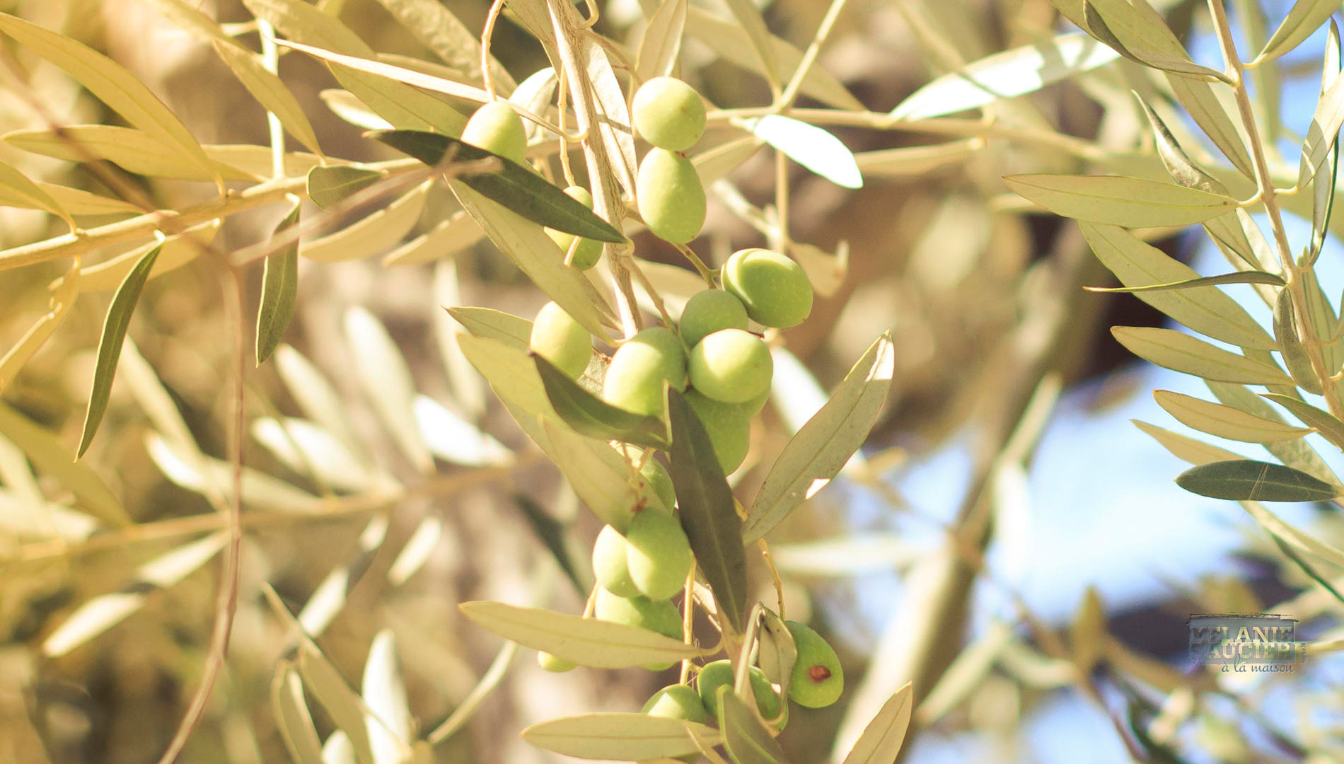 Wallpaper Friday Olive Tree