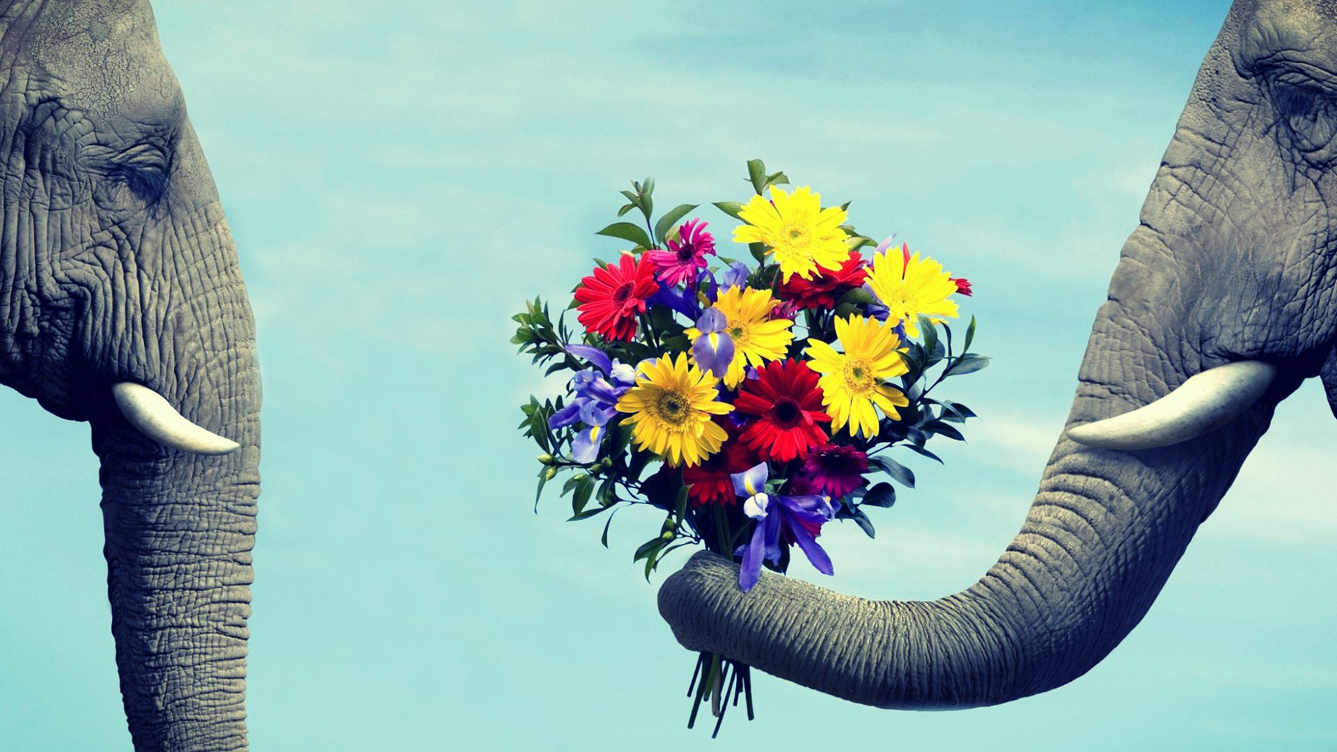 Love Image Of Cute Elephant Giving A Flower To Her Lover Wallpaper