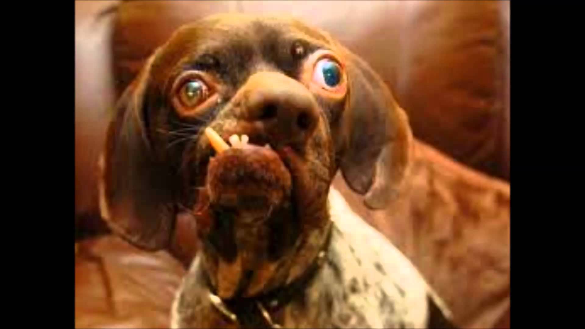 Ugly Dogs Wallpaper Top Background