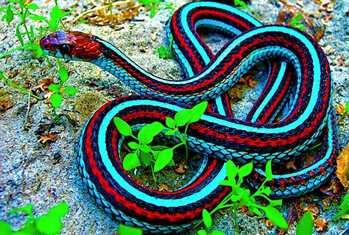 Download Wallpapers free Powerful snakes wallpaper