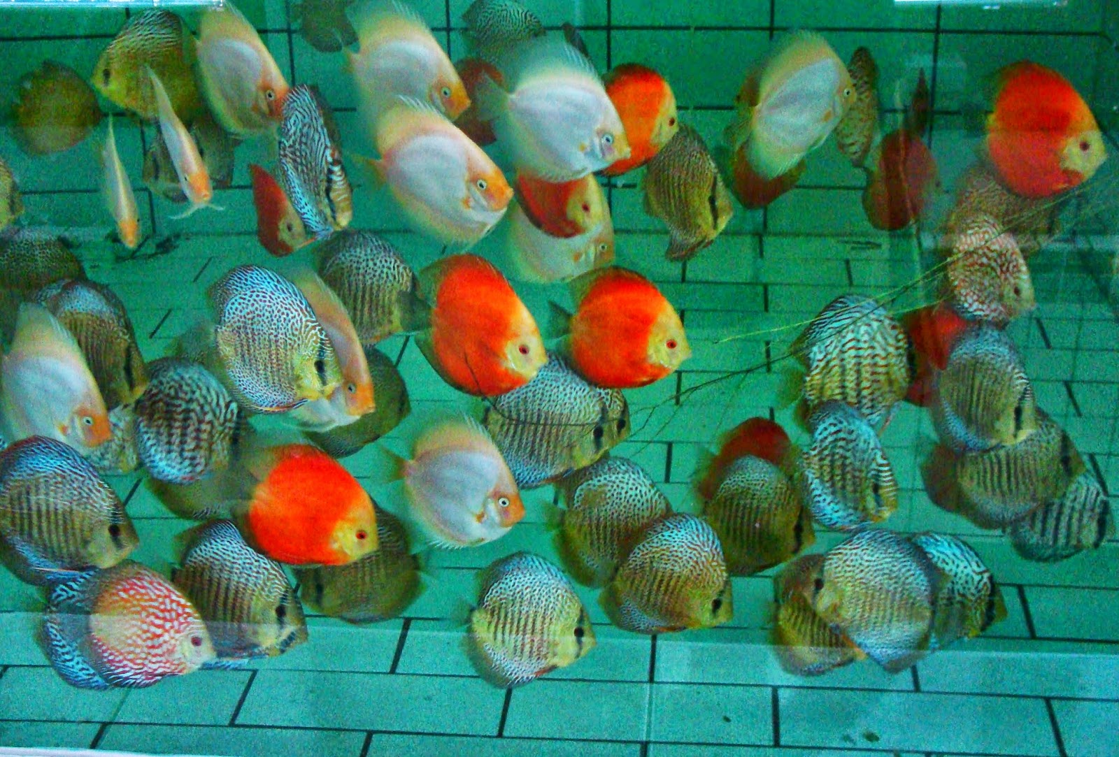 Discus Fish Photos Wallpaper The Fun Bank
