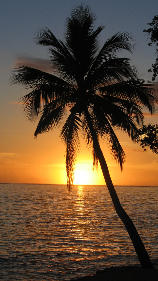 iPhone Sunset Palm Tree