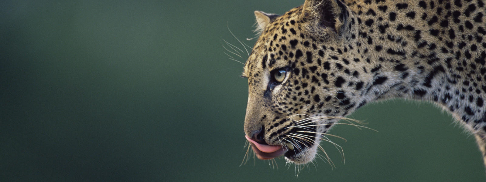 The Amur Leopard Red List