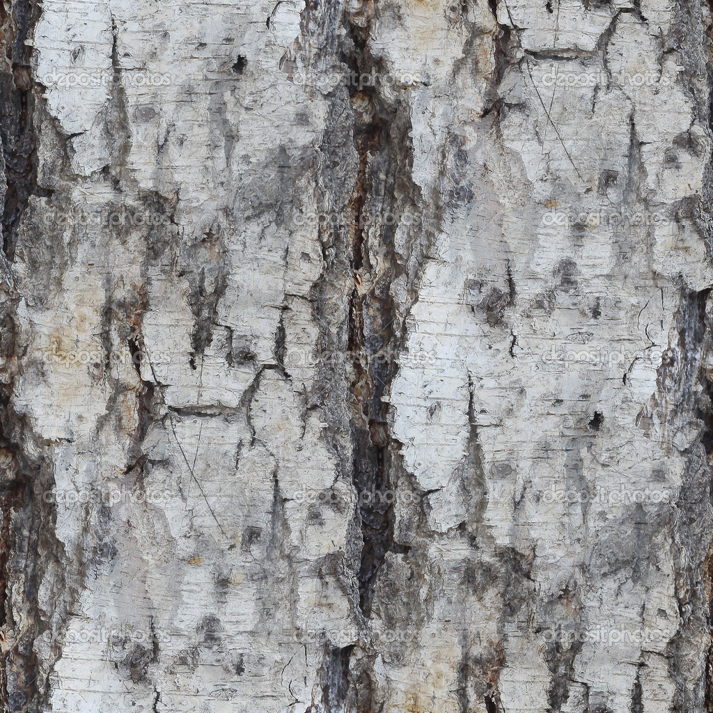White Birch Bark Wallpaper Tree Texture Seamless
