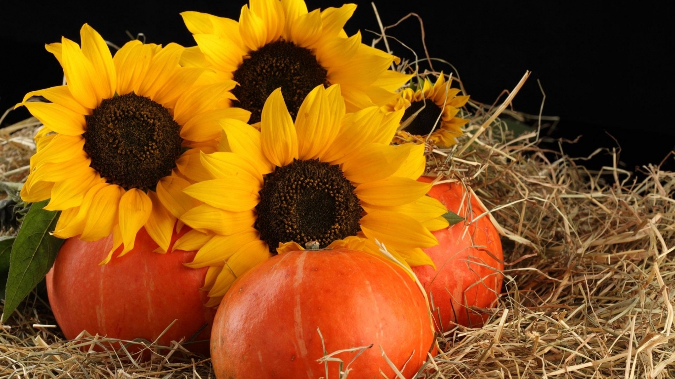 Free Download Sunflowers Pumpkins Hd Wallpaper Wallpaper List 1366x768 
