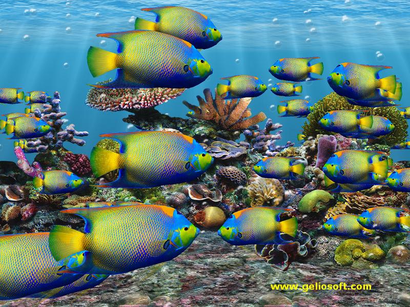 Saltwater Fish Wallpaper 3d Screensaver And