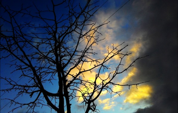 Tree branch sky clouds color silhouette evening sunset weather