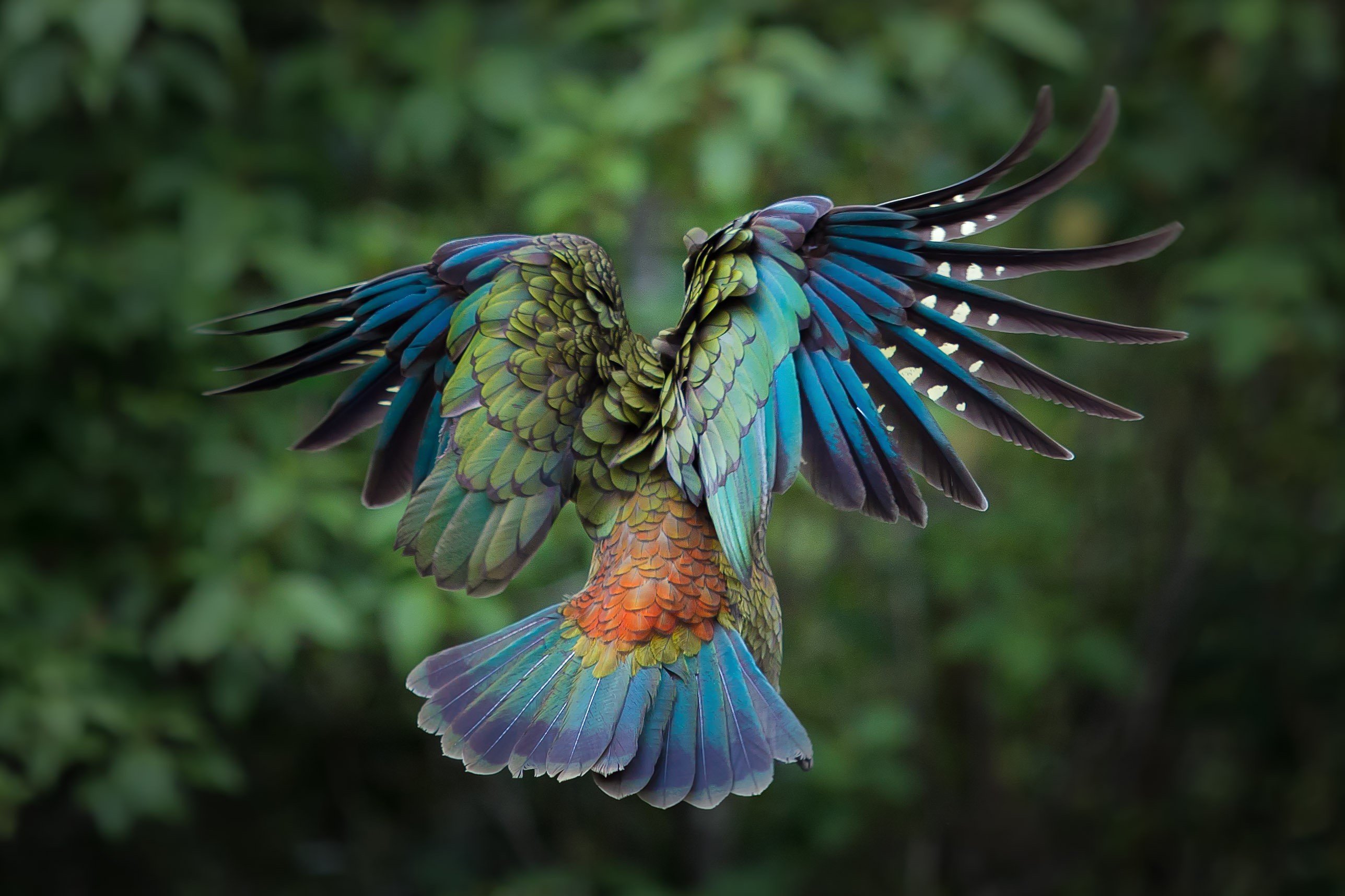 Cute Colorful Bird Desktop Wallpaper
