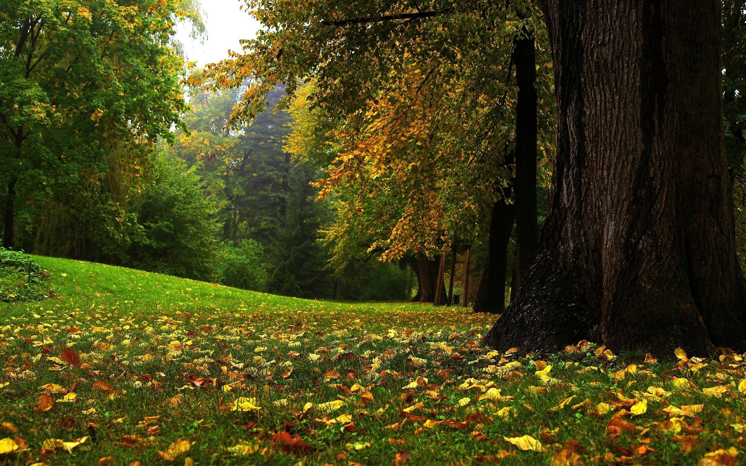 Autumn Forest Glade Wallpaper Pictures Photos Image
