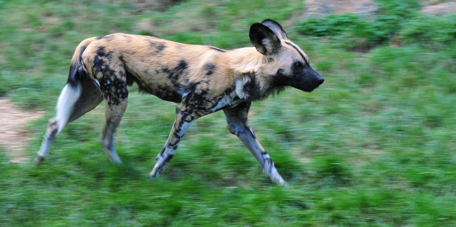 African Wild Dog Full HD Wallpaper And Background