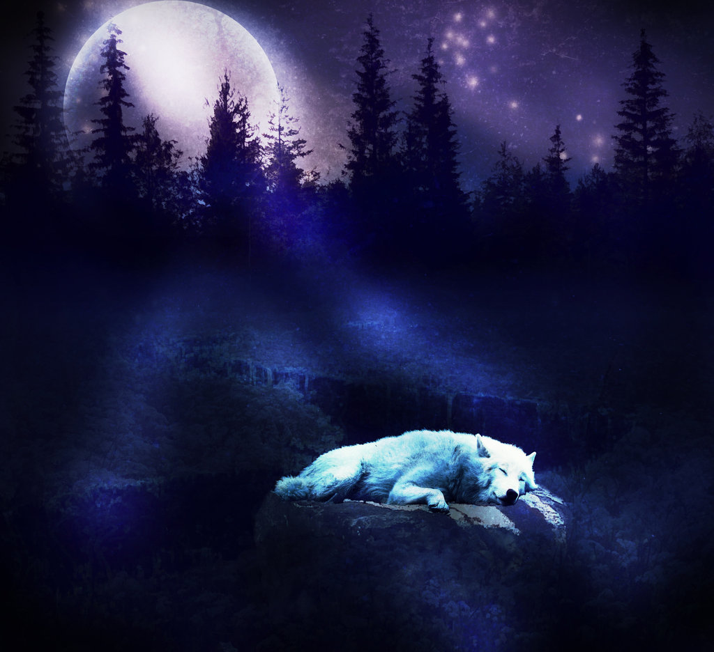 Wolf Moon Wallpaper 11289 Hd Wallpapers in Animals   Imagescicom