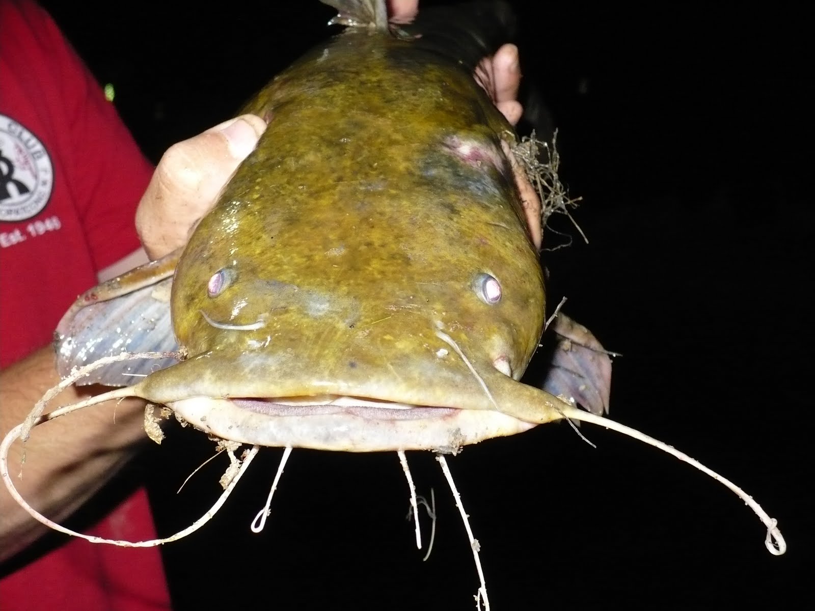 Flathead Catfish Wallpaper A From The