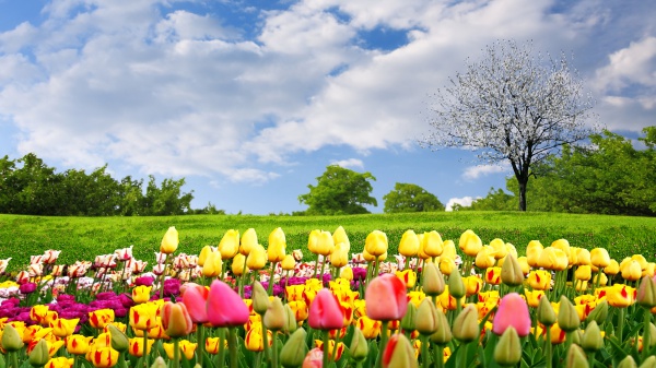 Nature Spring Desktop Wallpaper For Widescreen HD And Mobile