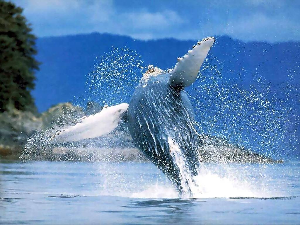 Wallpaper Desktop HD Humpback Whale Whales