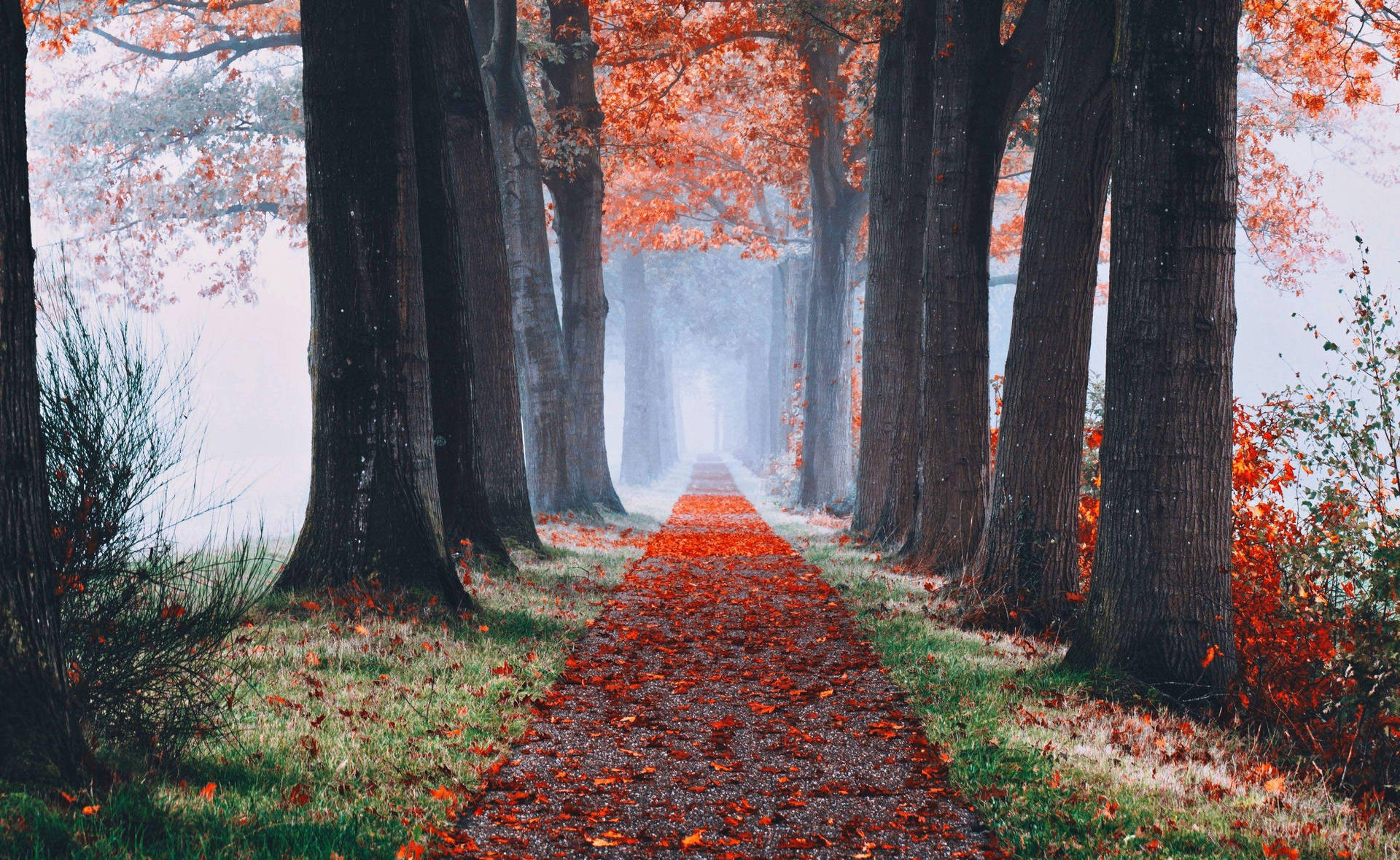 Cute Fall Aesthetic Wallpaper