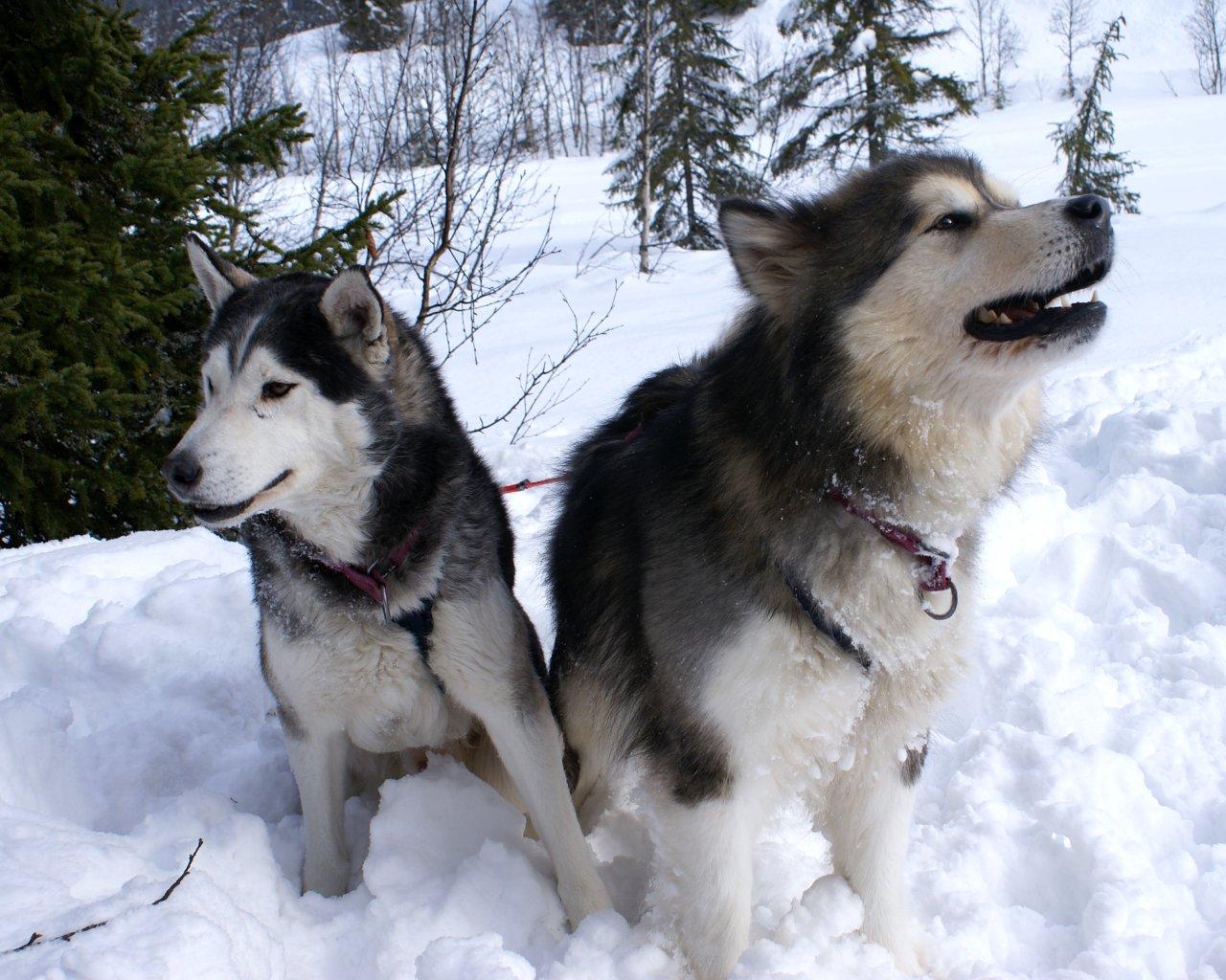Two Adult Alaskan Malamute Dogs Photo And Wallpaper Beautiful