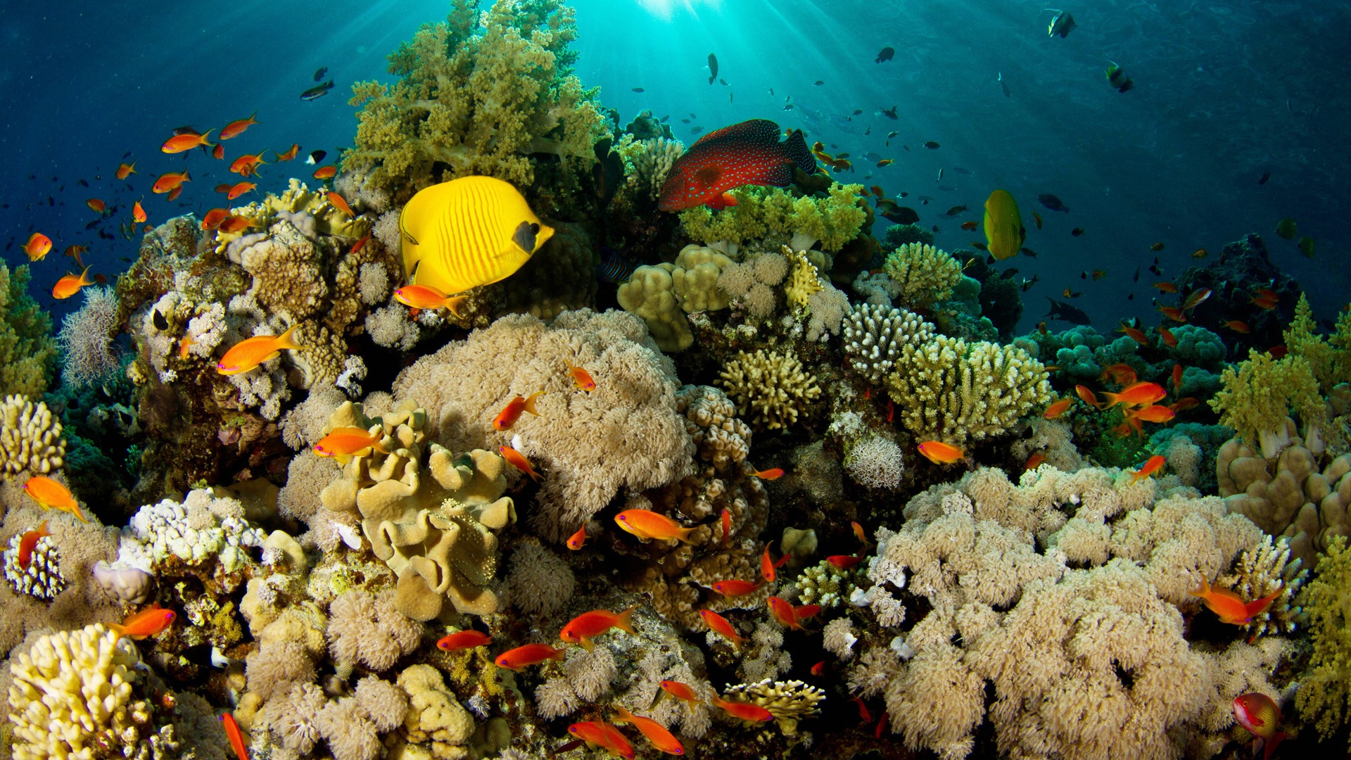 Coral Reef Animal Fish Ocean Sea Water