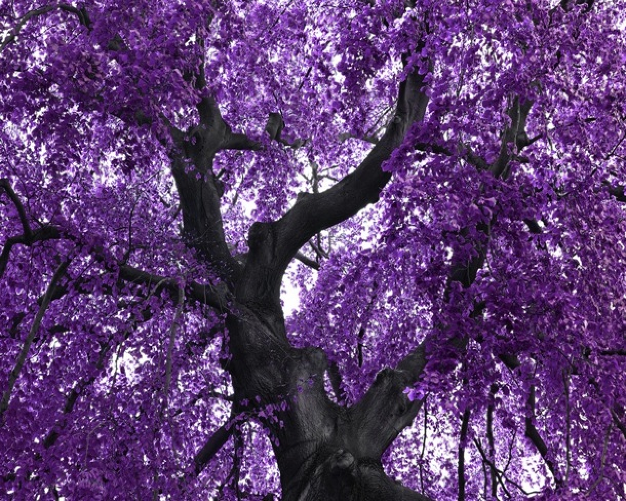 light purple tree background