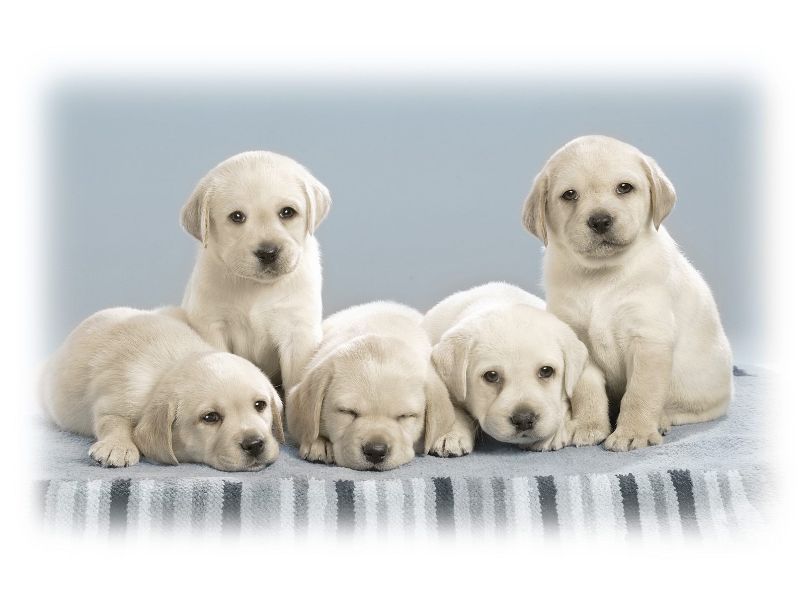 Wallpaper Of Cute Puppies
