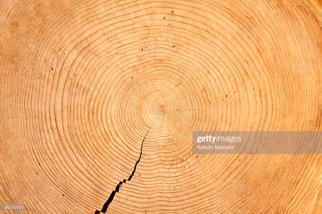Stump Texture Background High Res Stock Photo Getty Image